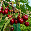 Опрашители за овощни дръвчета: череша Кордия от разсадник Alvera Plant
