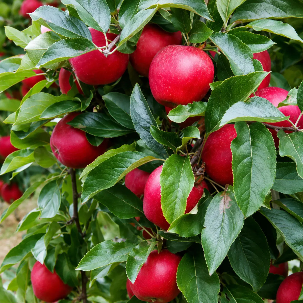 Ябълка Гала Мичъл — овощна фиданка за градина, разсадник Alvera Plant