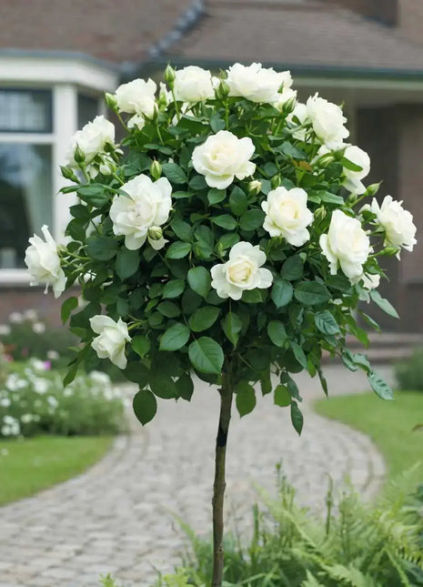 Щамбова роза Akito (Rosa Akito) — бяла щамбова роза, садница