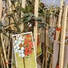 Двуцветна щамбова роза червено-бяла — садница, готова за засаждане