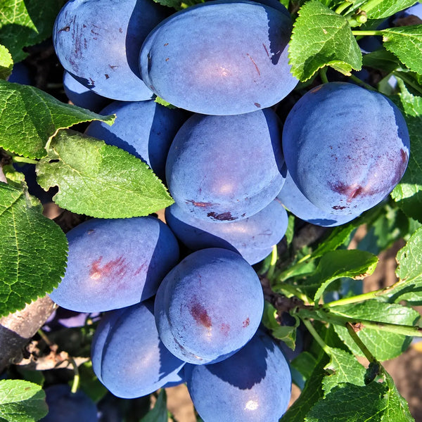 Prun Čačanska Najbolja