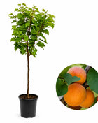 Джудже кайсия Kaluna — овощна фиданка за градина, разсадник Alvera Plant