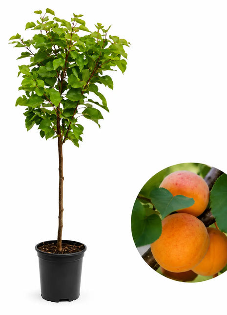 Джудже кайсия Kaluna — овощна фиданка за градина, разсадник Alvera Plant