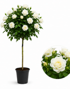Щамбова роза Akito — роза за градина, разсадник Alvera Plant