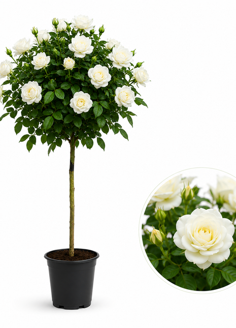 Щамбова роза Akito — роза за градина, разсадник Alvera Plant