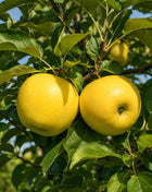 Ябълка Голдън Делишъс — овощна фиданка за градина, разсадник Alvera Plant