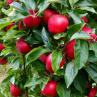 Ябълка Гала Мичъл — овощна фиданка за градина, разсадник Alvera Plant