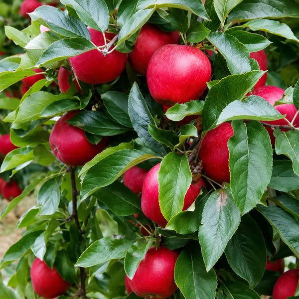 Ябълка Гала Мичъл — овощна фиданка за градина, разсадник Alvera Plant