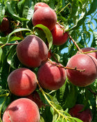Праскова Диксиред — овощна фиданка за градина, разсадник Alvera Plant