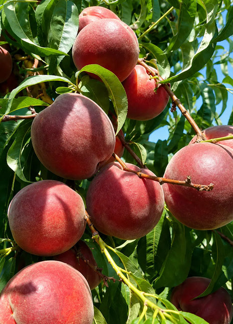 Праскова Диксиред — овощна фиданка за градина, разсадник Alvera Plant
