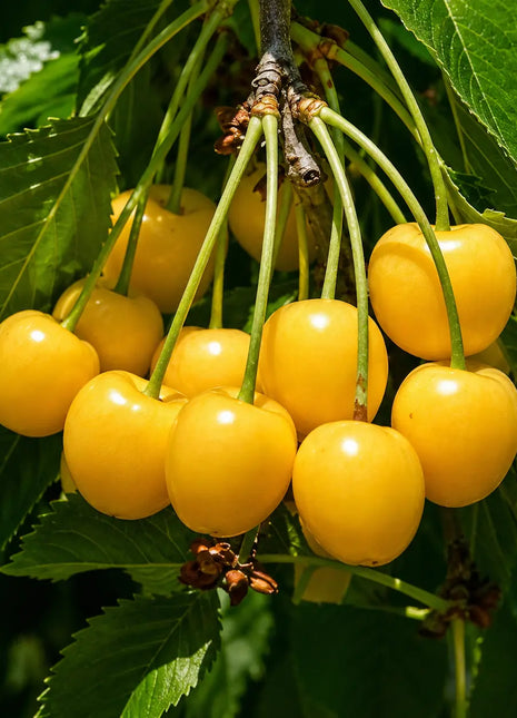 Череша Жълта Дроганова — овощна фиданка за градина, разсадник Alvera Plant