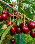 Череша Кордия — овощна фиданка за градина, разсадник Alvera Plant