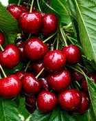 Череша Ван — овощна фиданка за градина, разсадник Alvera Plant