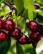 Вишна Шумадинка — овощна фиданка за градина, разсадник Alvera Plant