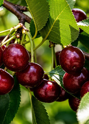 Вишна Шумадинка — овощна фиданка за градина, разсадник Alvera Plant