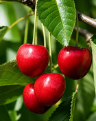 Вишна Keleris 16 — овощна фиданка за градина, разсадник Alvera Plant