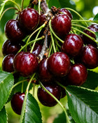 Вишна Сънбърст — овощна фиданка за градина, разсадник Alvera Plant
