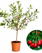 Мини вишна Griotella — овощна фиданка за градина, разсадник Alvera Plant