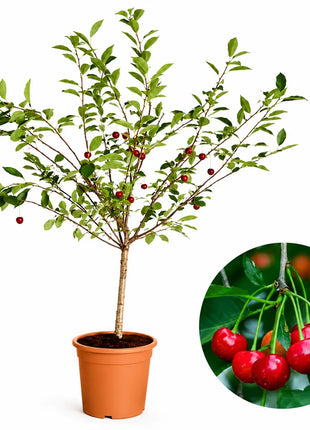 Мини вишна Griotella — овощна фиданка за градина, разсадник Alvera Plant