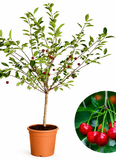 Мини вишна Griotella — овощна фиданка за градина, разсадник Alvera Plant