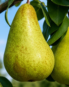 Круша Калуджерка — овощна фиданка за градина, разсадник Alvera Plant