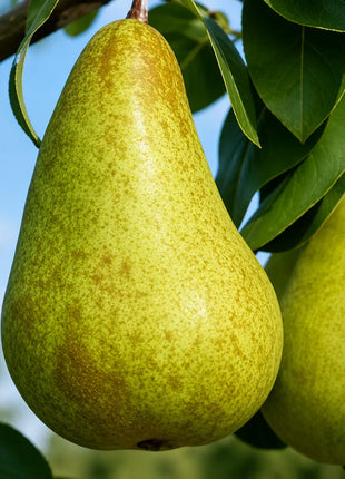 Круша Калуджерка — овощна фиданка за градина, разсадник Alvera Plant