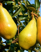 Круша Кармен — овощна фиданка за градина, разсадник Alvera Plant