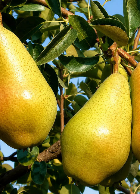 Круша Кармен — овощна фиданка за градина, разсадник Alvera Plant