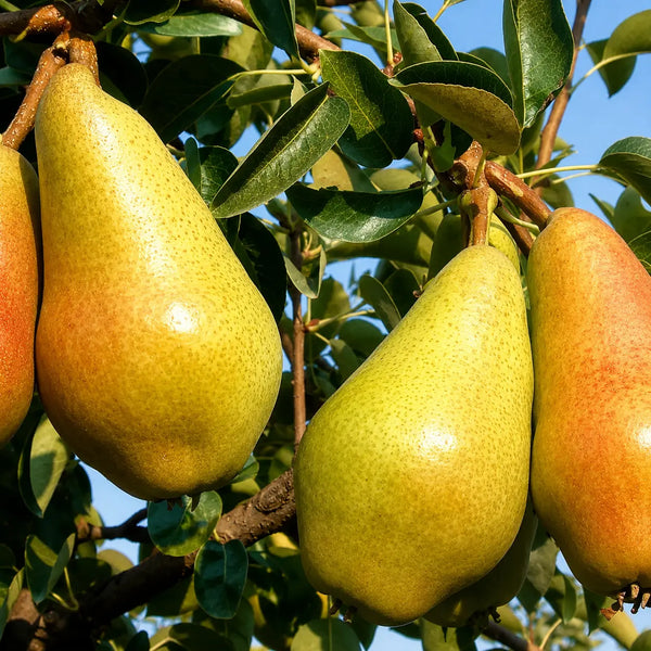 Круша Кармен — овощна фиданка за градина, разсадник Alvera Plant
