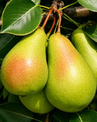 Круша Санта Мария — овощна фиданка за градина, разсадник Alvera Plant