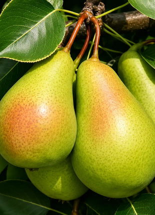 Круша Санта Мария — овощна фиданка за градина, разсадник Alvera Plant