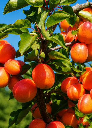 Кайсия Кеткемет Роуз — овощна фиданка за градина, разсадник Alvera Plant