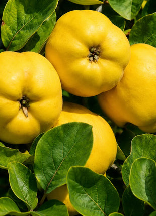 Дюля Лесковачка — овощна фиданка за градина, разсадник Alvera Plant