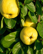 Дюля Асеничка — овощна фиданка за градина, разсадник Alvera Plant