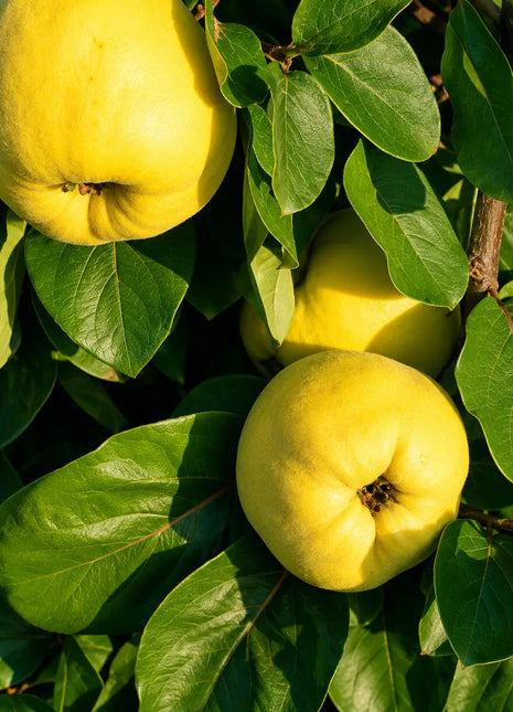 Дюля Асеничка — овощна фиданка за градина, разсадник Alvera Plant