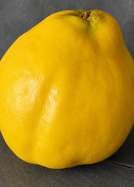 Дюля Триумф — овощна фиданка за градина, разсадник Alvera Plant
