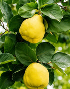 Дюля Шампионска — овощна фиданка за градина, разсадник Alvera Plant