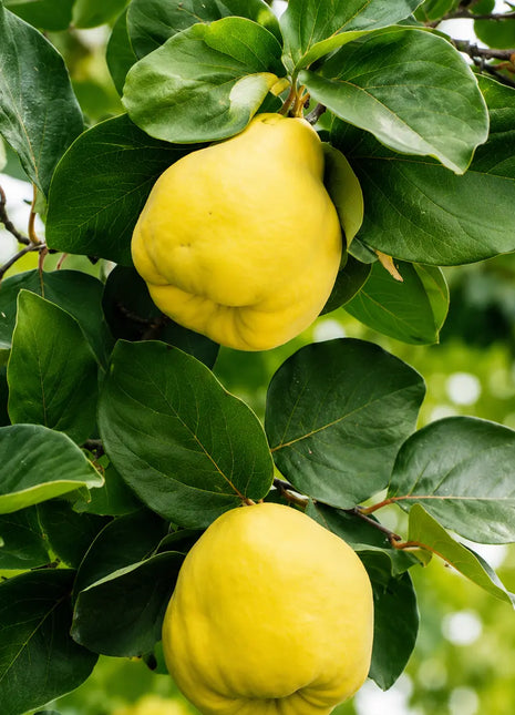 Дюля Шампионска — овощна фиданка за градина, разсадник Alvera Plant