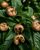Мушмула домашна — овощна фиданка за градина, разсадник Alvera Plant