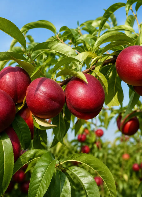 Нектарина Maria Lucia — овощна фиданка за градина, разсадник Alvera Plant