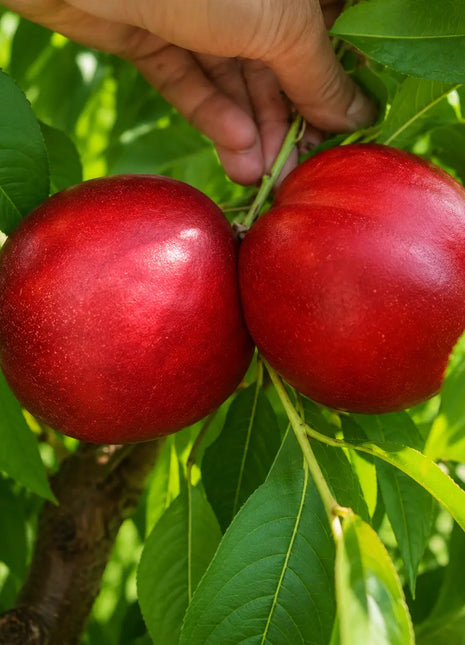 Нектарина Caldesi — овощна фиданка за градина, разсадник Alvera Plant