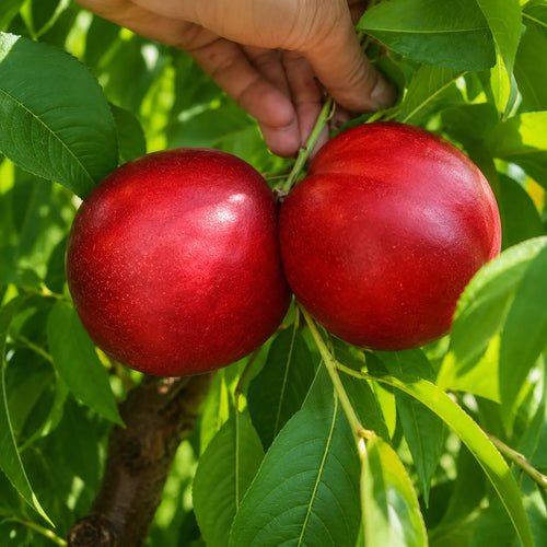 Nectarin Caldesi