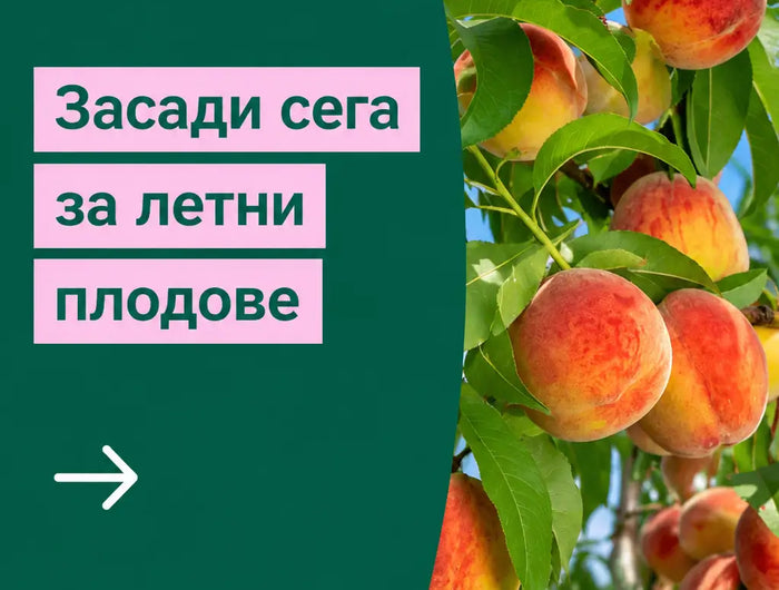 <h1>С какво можем да ви помогнем<br/>днес?</h1>