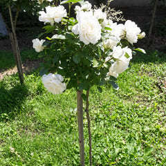 Collection image for: Разпродажба