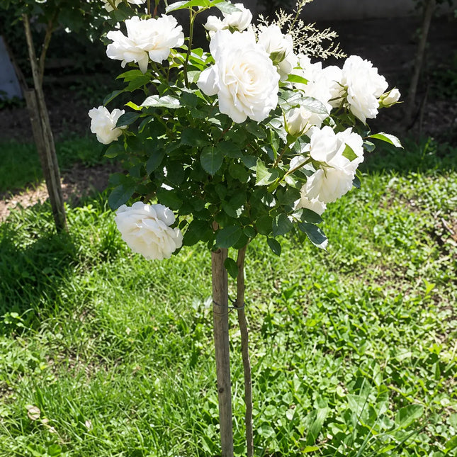 Щамбова роза Akito