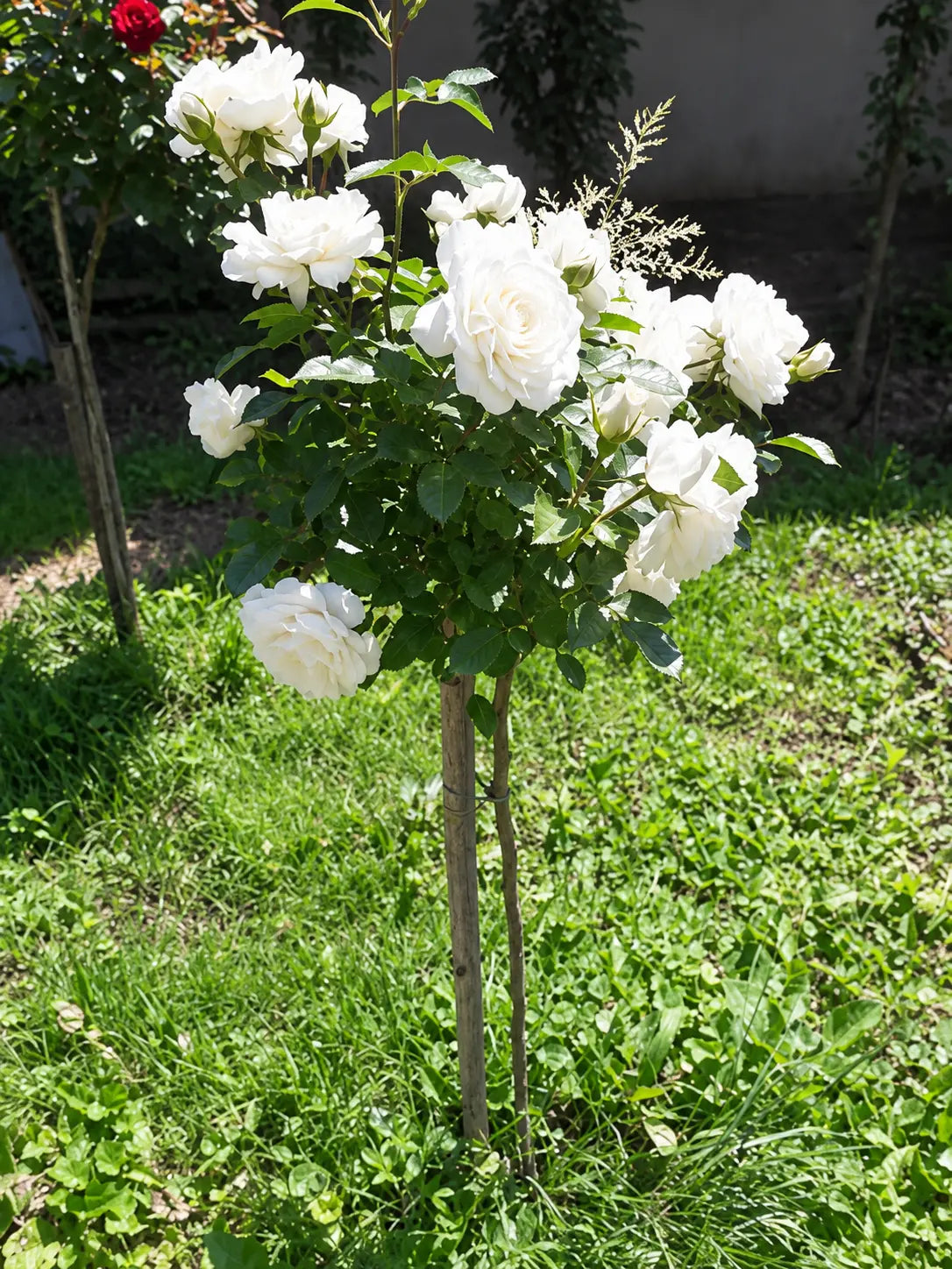 Щамбова роза Akito