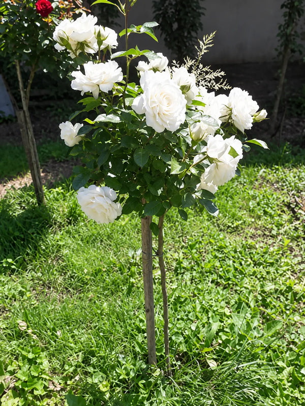Щамбова роза Akito