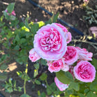 Мини щамбова роза Diadem