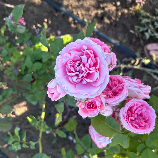 Мини щамбова роза Diadem