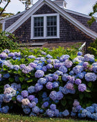 Хортензия (Hydrangea macrophylla) — садница с топковидни съцветия